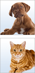 pets