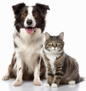 Pets