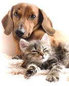 pets