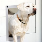 Dog in pet door